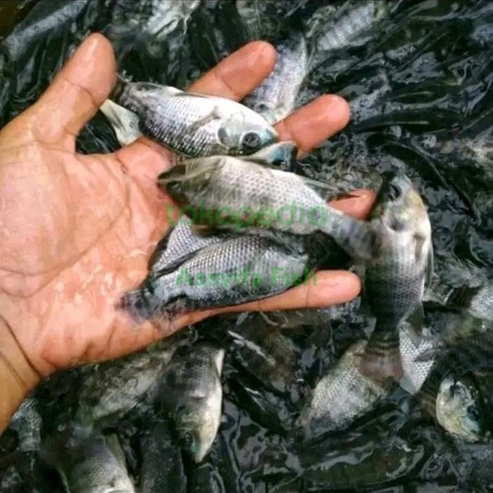 NEW iiikan nila hitam nirwana Diskon
