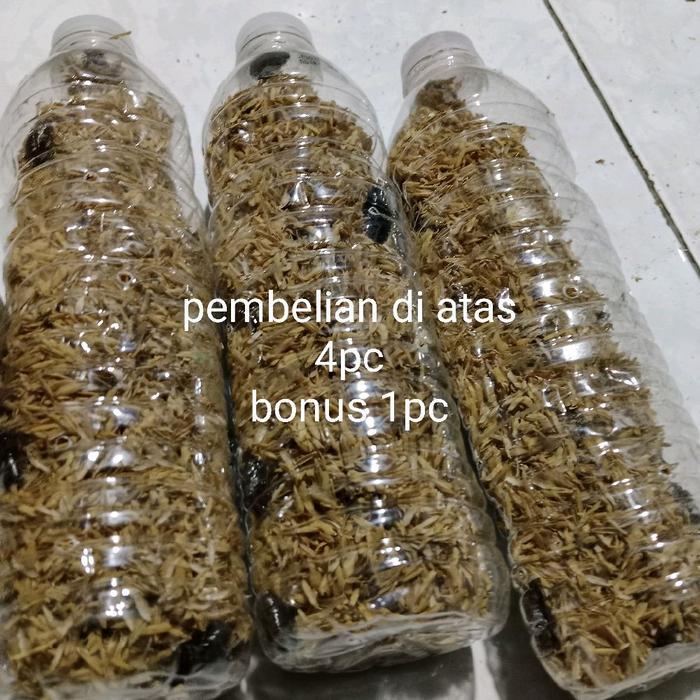 kecoa batu umpan galatama ikan lele