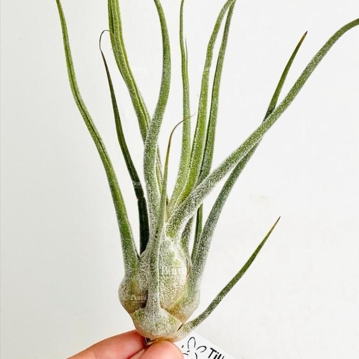 Tillandsia pruinosa 'Colombia' - Bumi Air Plants Tanaman Udara