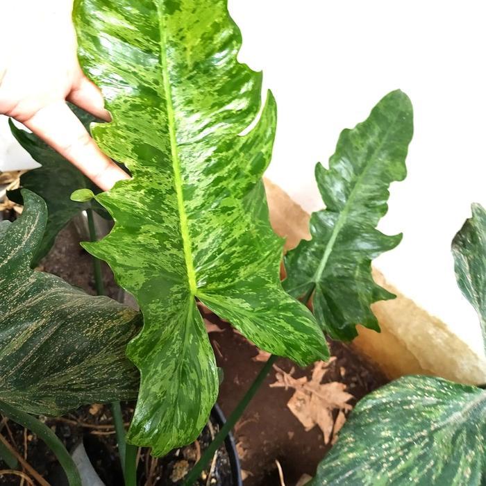 philo, philodendron dragon variegata