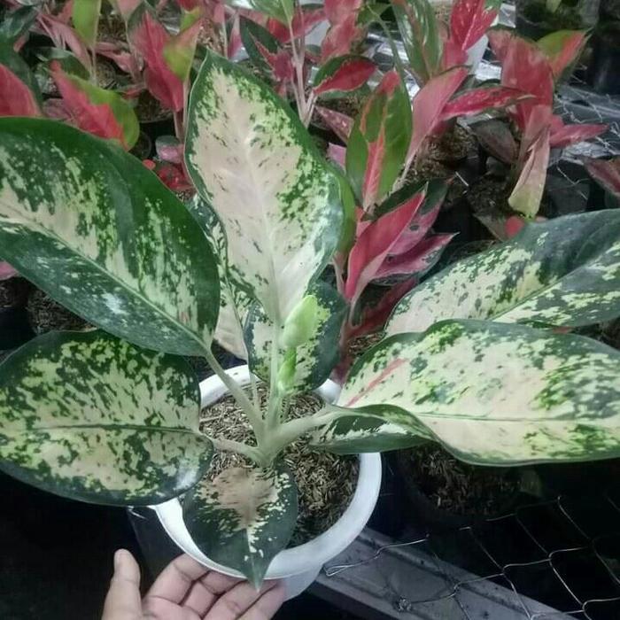 aglonema suksom white