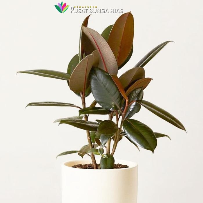 Tanaman hias karet kebo / Ficus elastica / Rubber plant