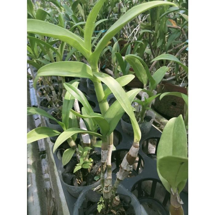 anggrek dendrobium caesar hiroshi