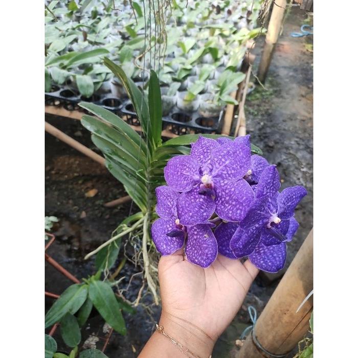 Vanda spike "pachara delight"