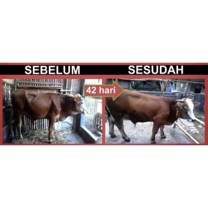 PAKET VITAMIN TERNAK PENGGEMUK SAPI NASA AMPUH