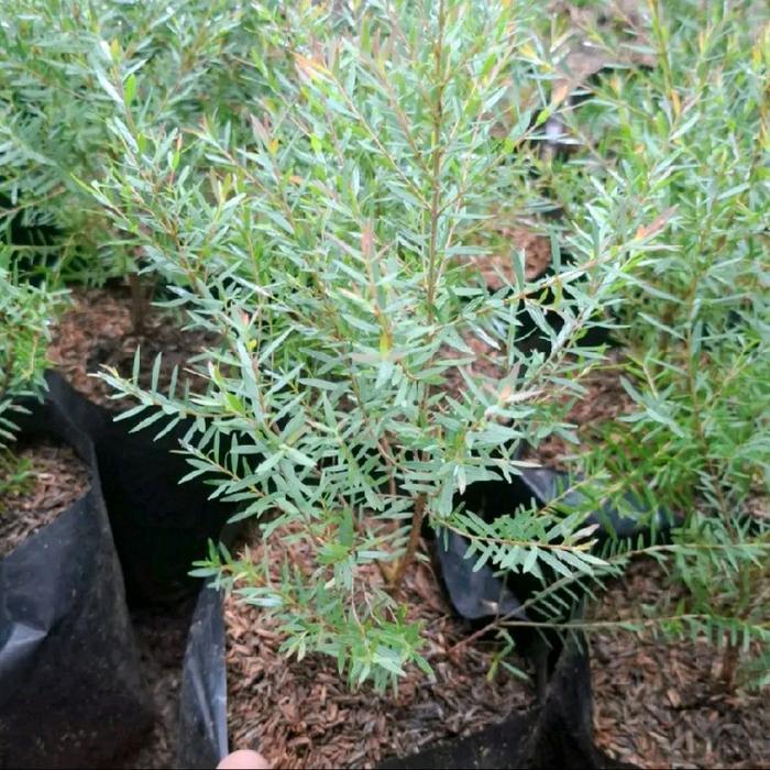 Nimira_Amira Tanaman Kayu Putih Mini (Eucalyptus Micro)-Pohon Minyak Kayu Putih