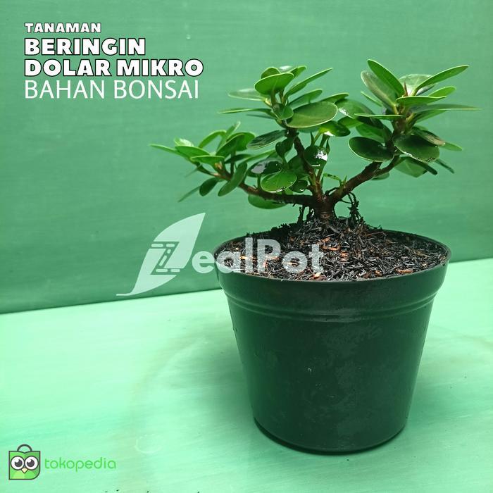 Tanaman Hias Bahan Bonsai Beringin Mangkok - Beringin Korea