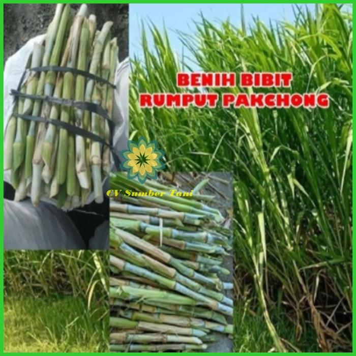 Benih Bibit Tanaman Rumput Pakchong Per 1 Kg Rumput pakchong