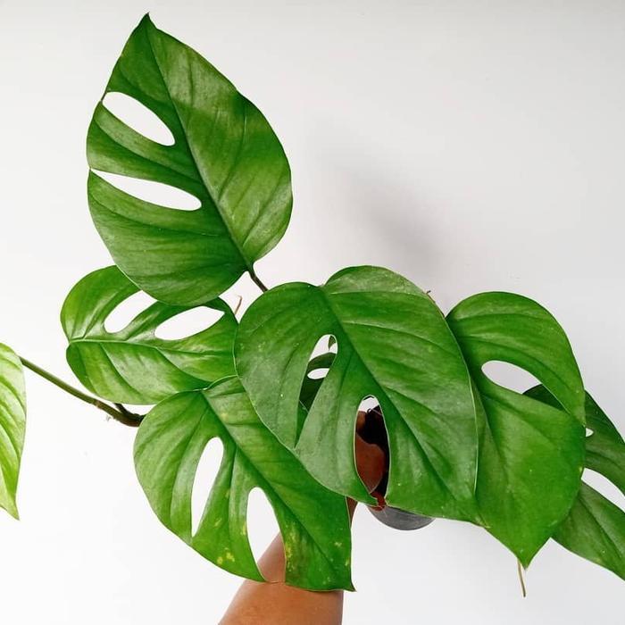 tanaman hias philodendron rhaphidophora pertusa