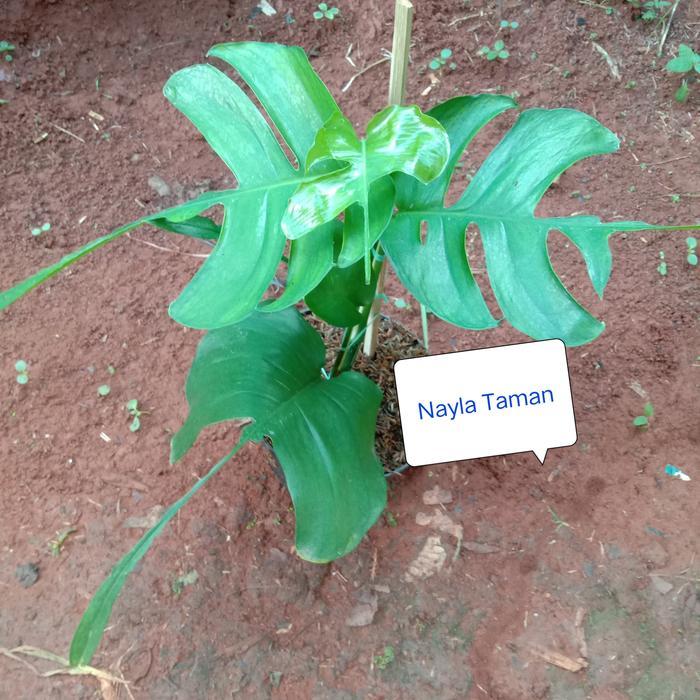 Tanaman Hias Philodendron Ekor Pari