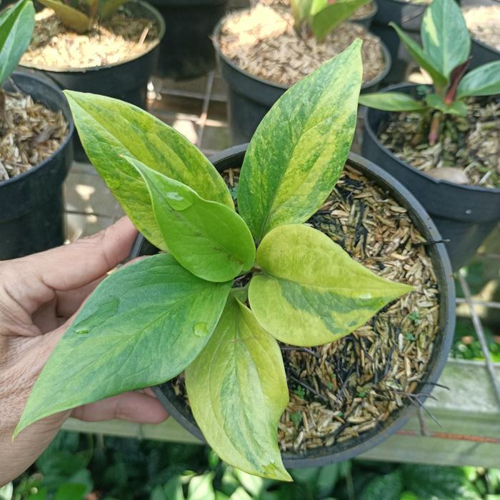 pohon anthuroum cobra catalog varigata