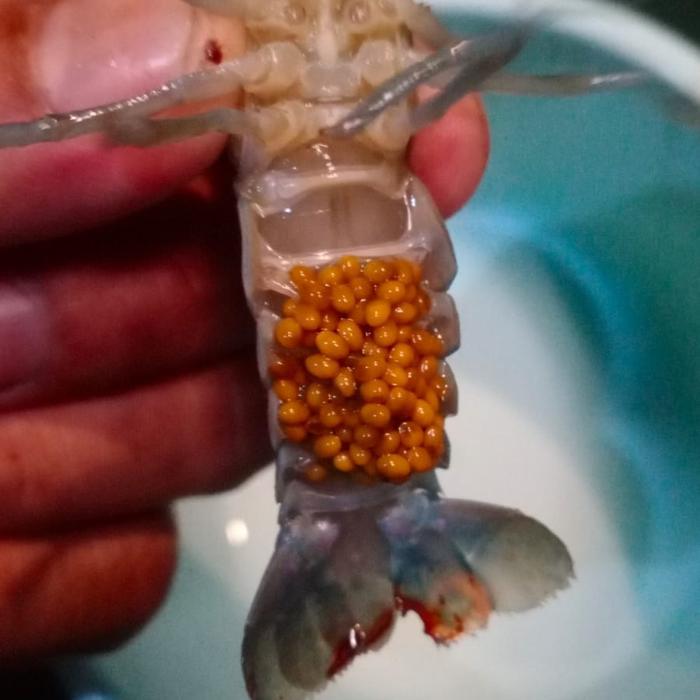 LOBSTER AIR TAWAR GENDONG TELUR