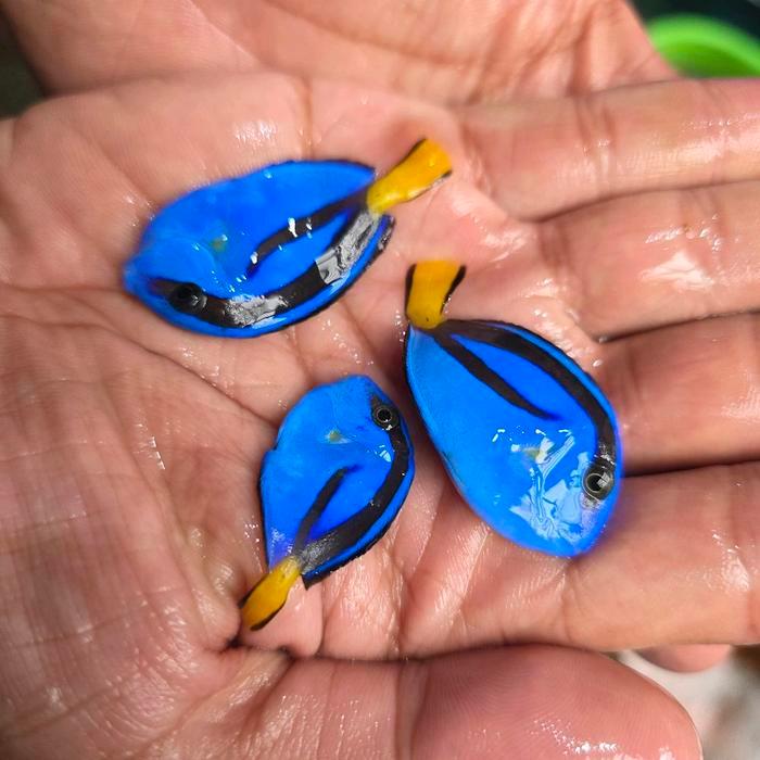 Promo Ikan Dory Dori Ikan Hias Air Laut Teman Nemo Lettersix Letter Six Makan Pelet Terlaris