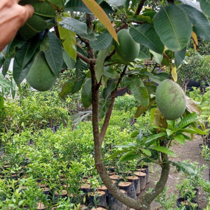 pohon mangga manalagi madu sudah berbuah