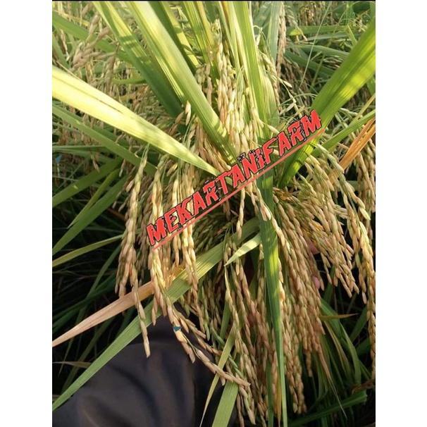 BENIH PADI MR319 5KG premium