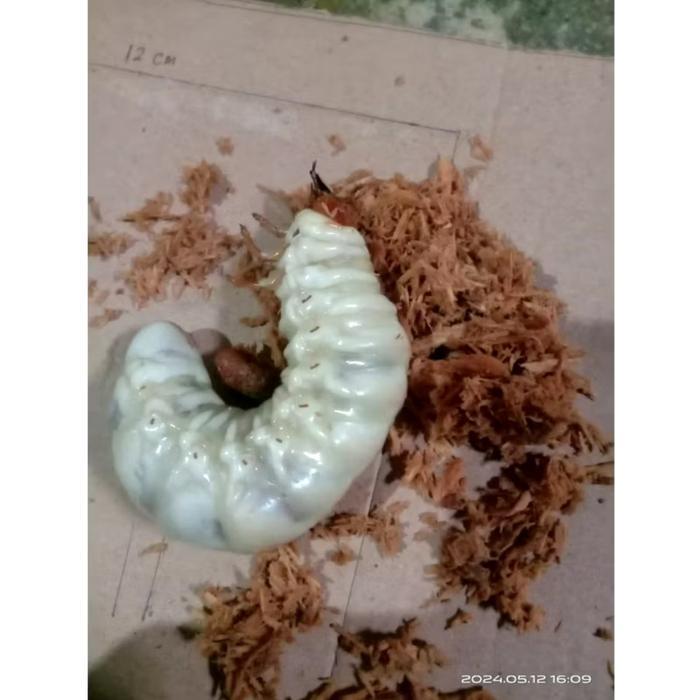 Ulat/ Larva kumbang Dorcus titanuus jantan