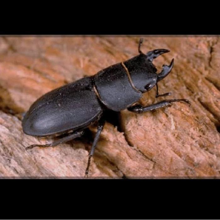 Dorcuss titanus betina hidup