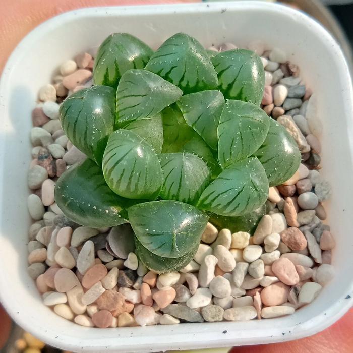 Tanaman Sukulen Haworthia Cooperi Truncata Ukuran Kecil dalam Pot 5 cm, Tanaman Hias Mini