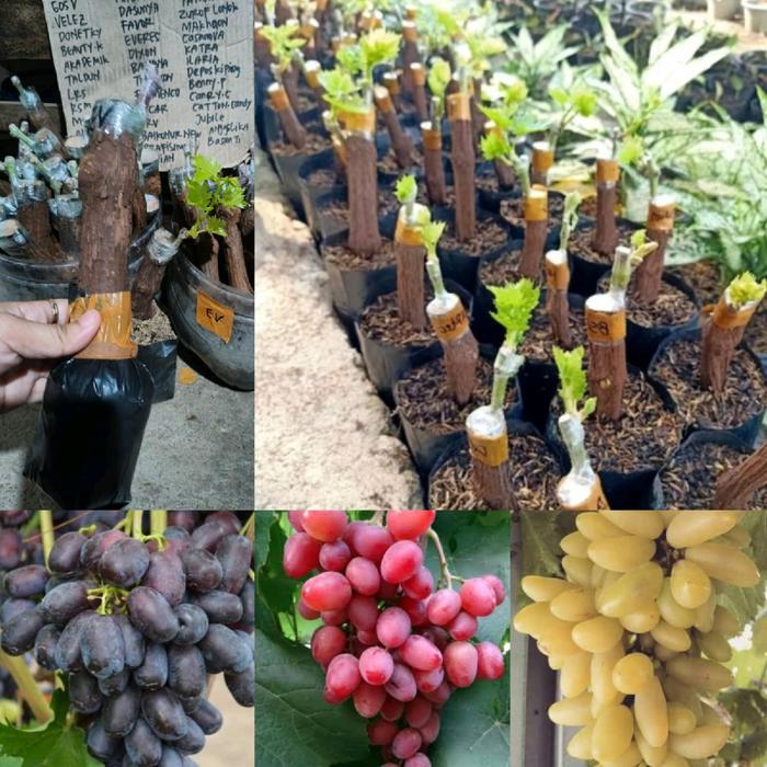 BIBIT ANGGUR IMPORT GARANSI VALID COD