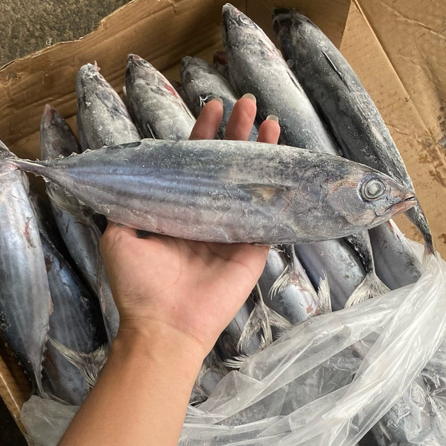 Ikan Cakalang Seafood Beku 1kg