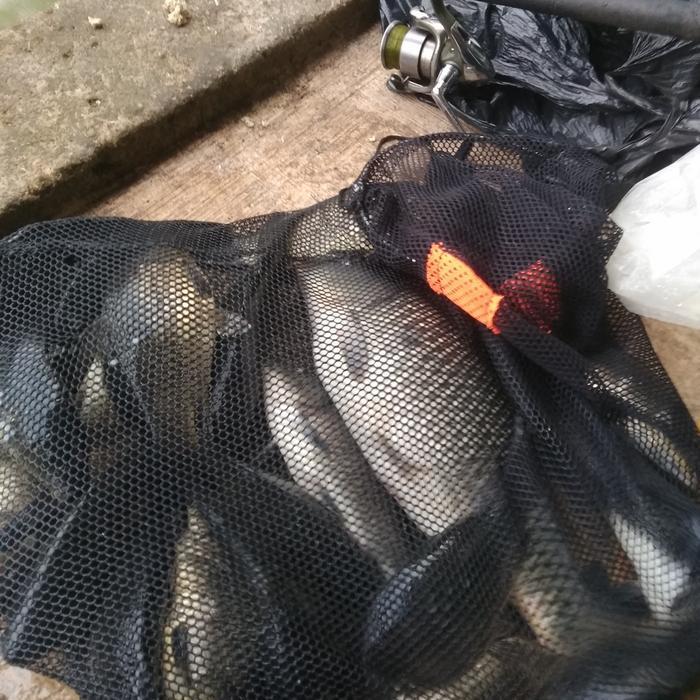 READY Essen Ikan Mas Pandawa Esen Oplosan Ikan Mas Lomba Galatama Galapung Harian Kilo Gebrus