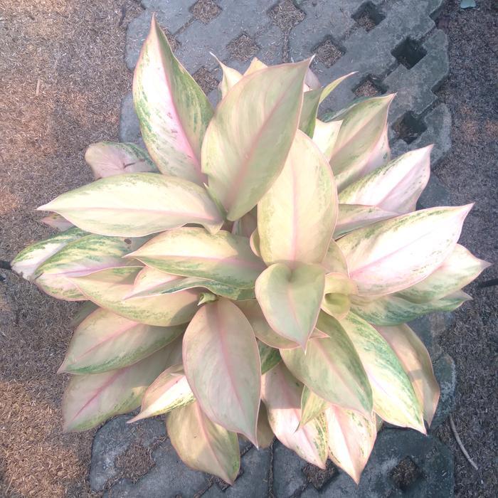 Aglonema Pamela Rumpun Indukan