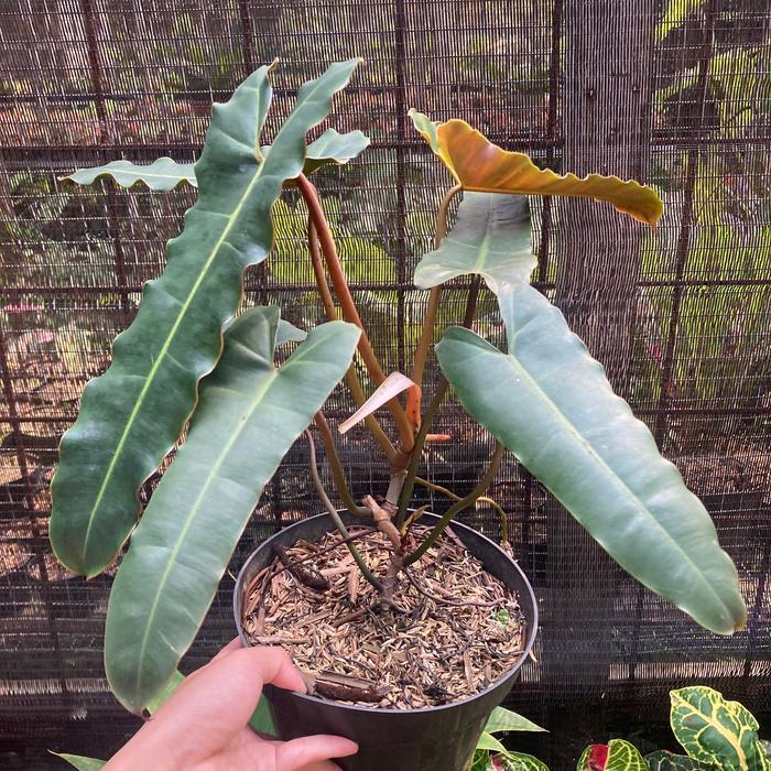 philodendron atabapoense x billietiae