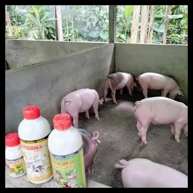 VITAMIN PENGGEMUK BABI SATU PAKET VITERNA HORMONIK POC NASA