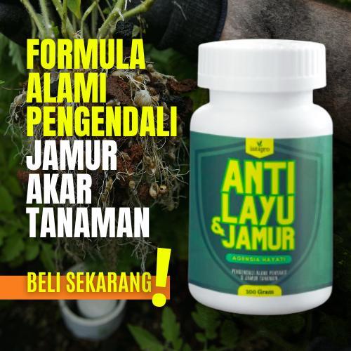 lumercok99 Obat Busuk Akar Cabe Hidroponik Obat Jamur Busuk Akar dan batang Tanaman Padi Cabe Bawang
