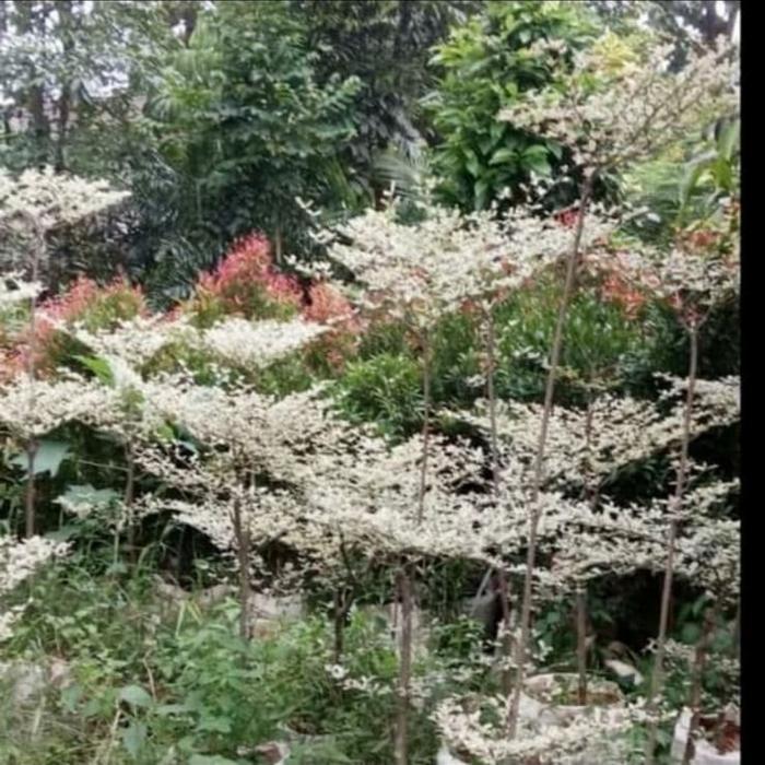 ketapang kencana varigata putih