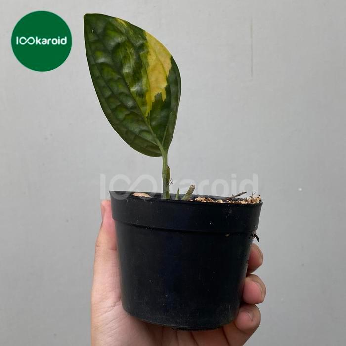 Tanaman Hias Monstera Karstenianum Varigata / Karstenianum Variegata