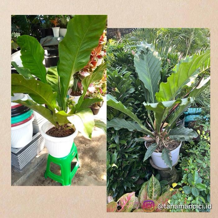 Tanaman indoor Hokeri hijau real pic real pict besar on pot putih