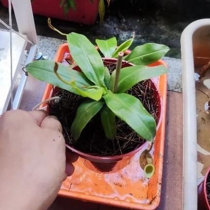 Kantong Semar Nepenthes x Gaya (Tanaman Karnivora/Tavor MERAH MERONA)