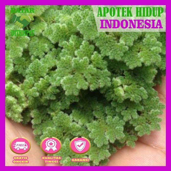 AZOLLA UNTUK PENGHILANG BAU AMONIAK KOLAM IKAN