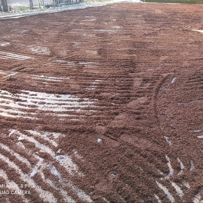 Cengkeh Manado Murni Rajang Rotari 1Kg Terlaris