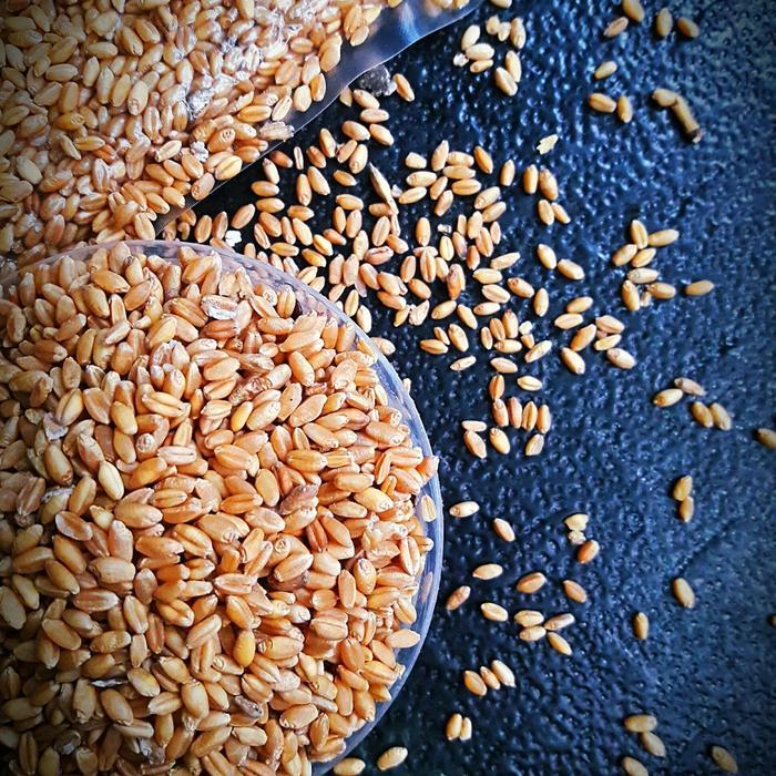 Gandum Utuh Import - Whole Wheat - Super Grade - Harga Per Kilo Tbk