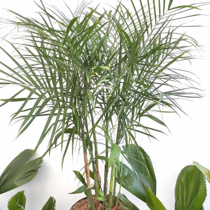 Palem Komodoria / Palem Bambu / Pohon Palm Komodoria