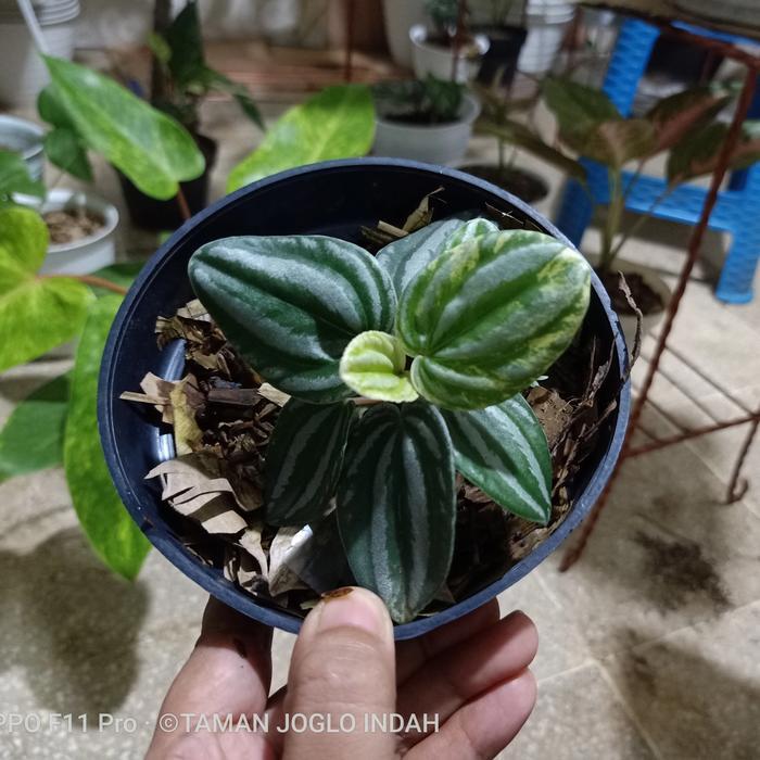 Tanaman hias peperomia watermelon varigata