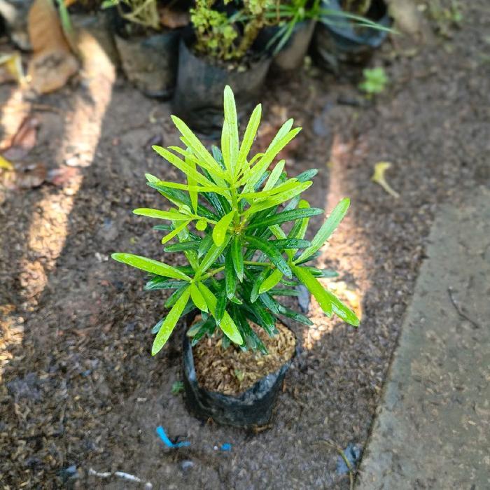 tanaman lohansung bibit tanaman hias lohansung pohon lohansung