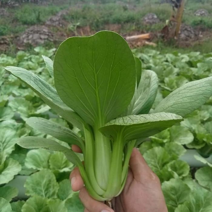 Benih bibit sawi pakchoy sawi sendok