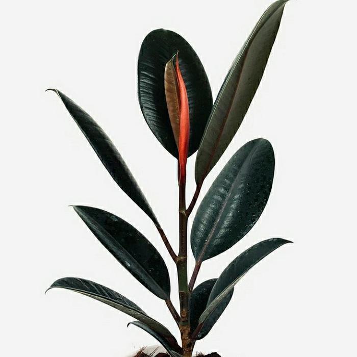 tanaman hias ficus elastica burgundy / ficus burgundy