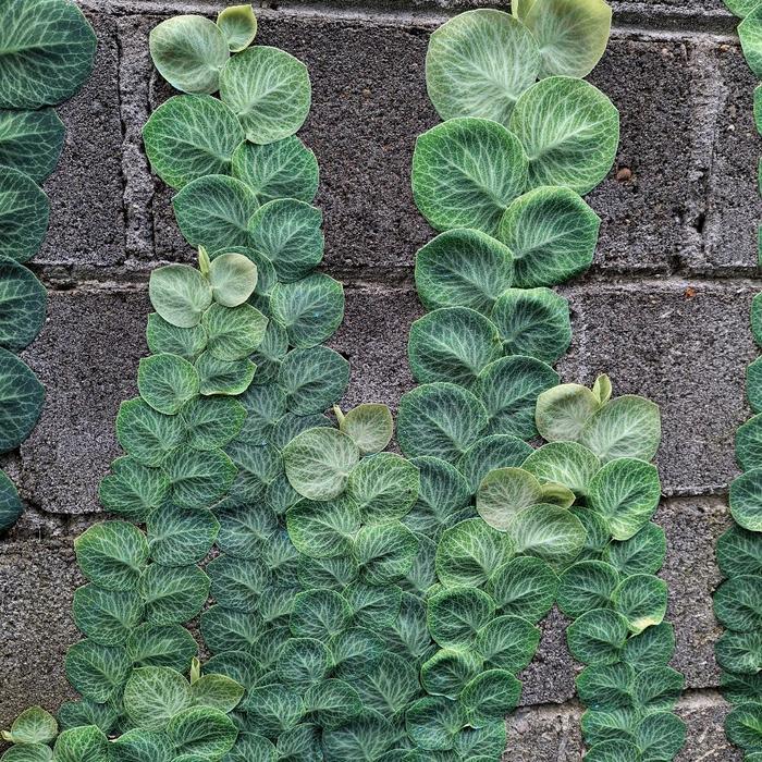 Bibit Rhaphidophora Cryptantha Tanaman Hias Daun Unik Perawatan Mudah