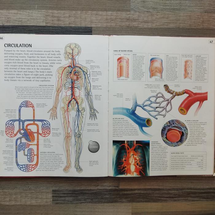 Jual BUKU DK E.EXPLORE HUMAN BODY
