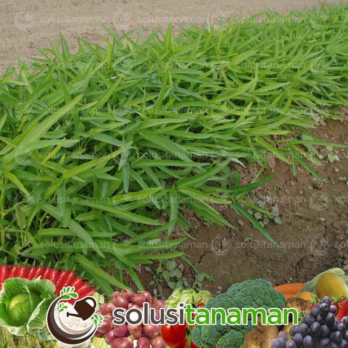 Benih Sayur Sayuran Kangkung Bambu @ 500 gr Benih Hidroponik Organik