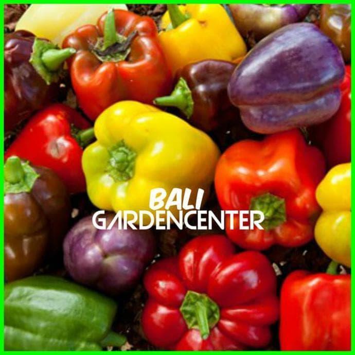 Anyar Paket Benih Biji Bibit Buah Paprika 4 Jenis