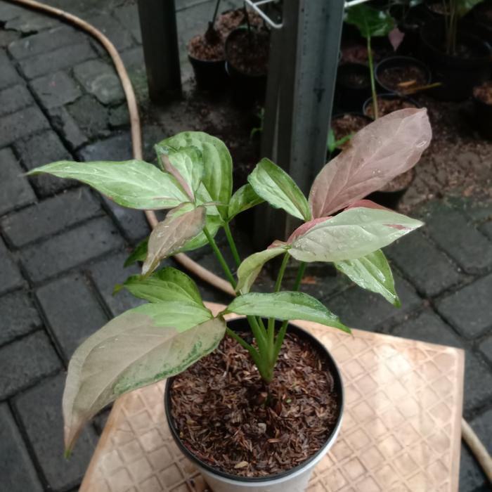 syngonium pink salmon
