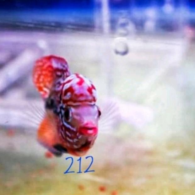 BAKUL212 PROMO VIP RED KING KAMFA F2 ORI THAILAND