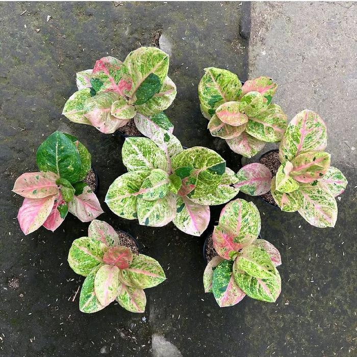 Nimira_Amira Tanaman Hias Aglonema Emerald - Aglonema Emerald