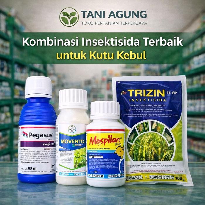 Kombinasi Insektisida Terbaik untuk Kutu Kebul