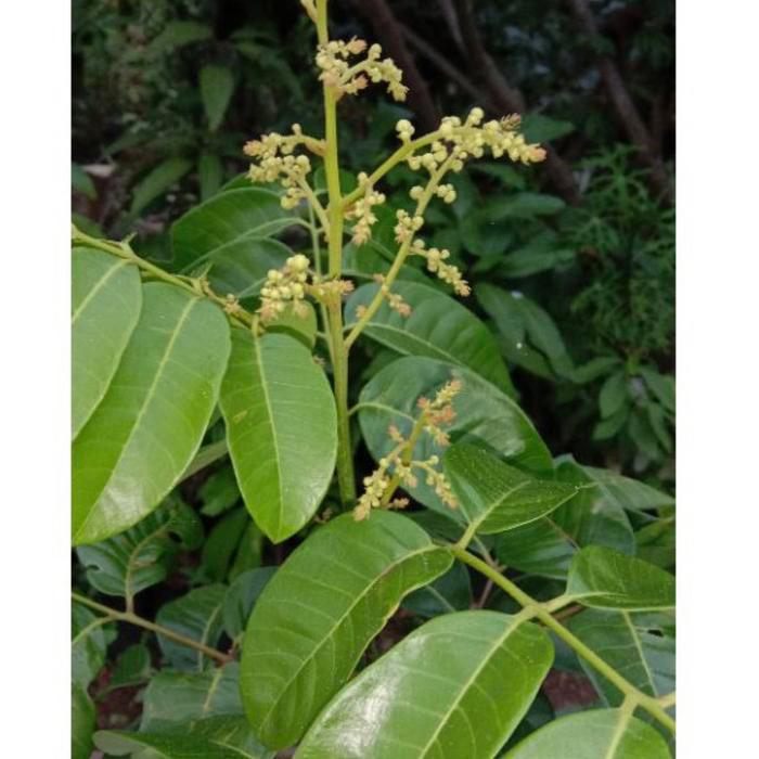 pohon buah kelengkeng// tinggi 2 meter siap berbuah